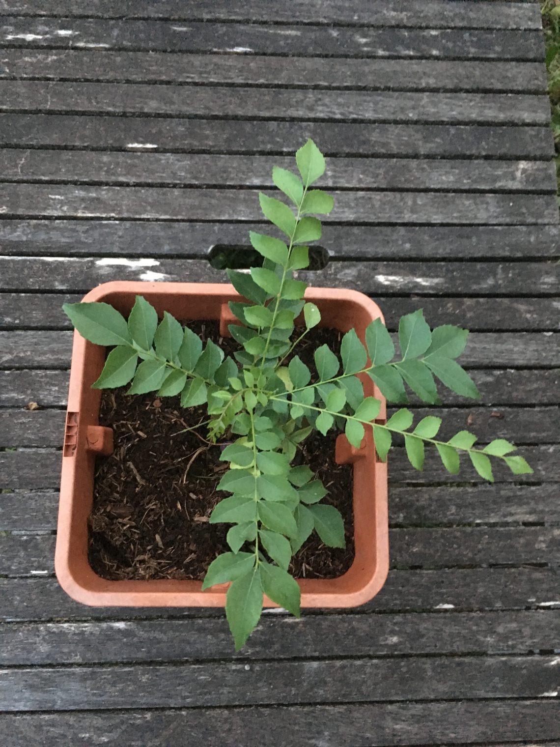 Curry leave plant