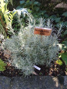 Helichrysum italicum