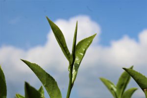 Two leaves and a bud