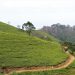 tea plantation