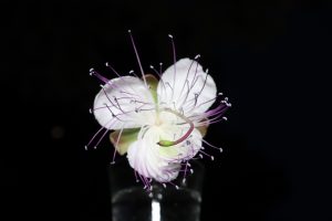 caper flower and "cuccunc"