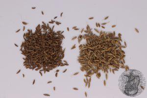 caraway on the left , cumin on the right