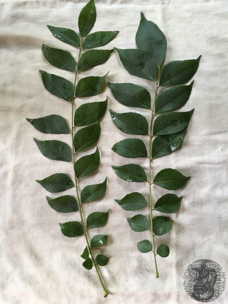 curry-leaves