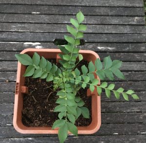 Curry-Blätter – Curry leaves￼