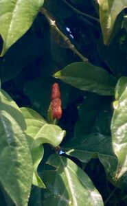 long pepper